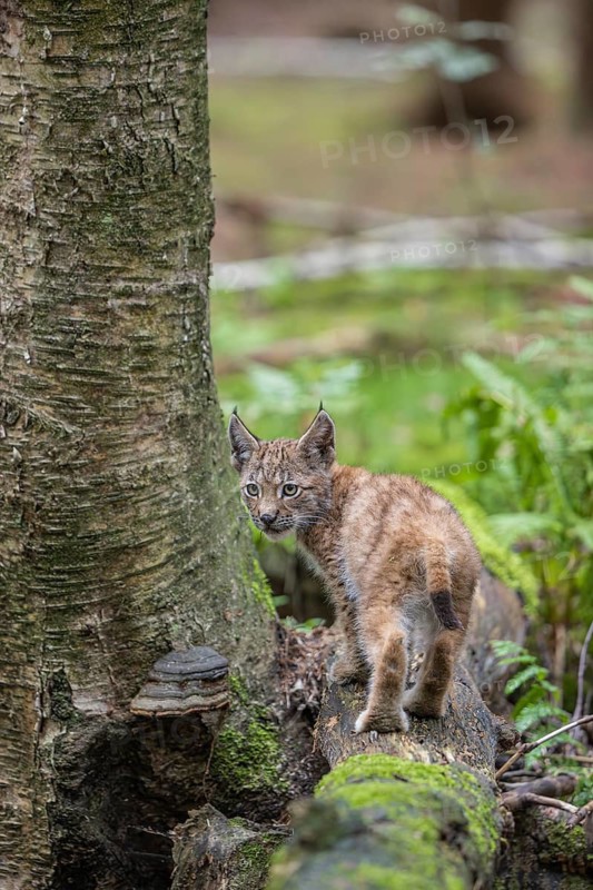 One young (10 weeks old) male Eurasian lynx, (Lynx lynx), crossing a creek, using a fallen tree as a natural bridge