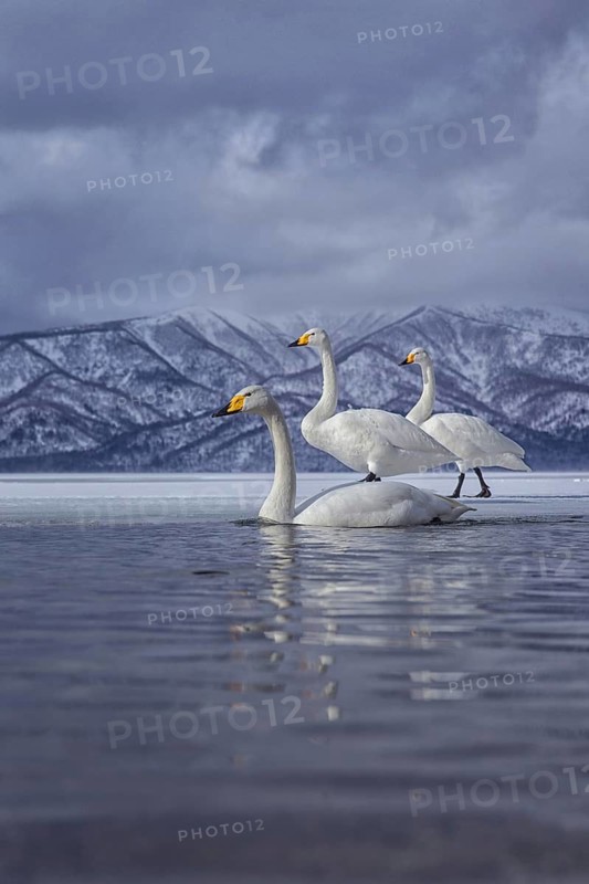 Whooper Swan (Cygnus cygnus) group, Hokkaido, Japan
