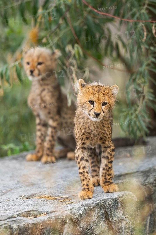 Cheetah (Acinonyx jubatus) youngsters sitting on a rock, captive, occurrence Africa