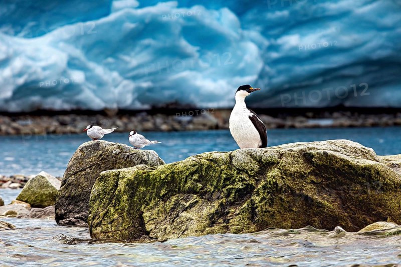 Birds on a rock by the sea against an icy backdrop. Feeling of peace and seclusion, cormorant and terns together on rocks in the Antarctic
