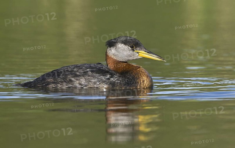 Red-necked Grebe (Podiceps grisegena), Alberta, Canada