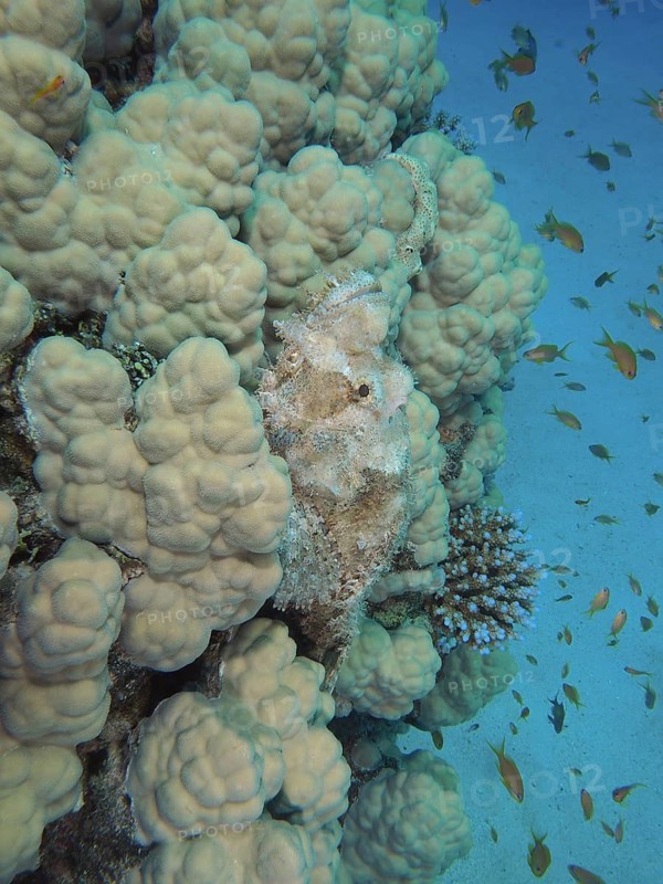 A well camouflaged fringed scorpionfish (Scorpaenopsis oxycephala) among bright corals, surrounded by small fish, dive site House Reef, Mangrove Bay, El Quesir, Red Sea, Egypt