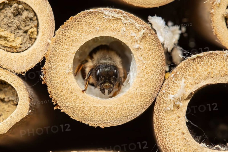 Red mason bee (Osmia bicornis) adult insect emerging from a hole on a bee or bug hotel in summer, England, United Kingdom