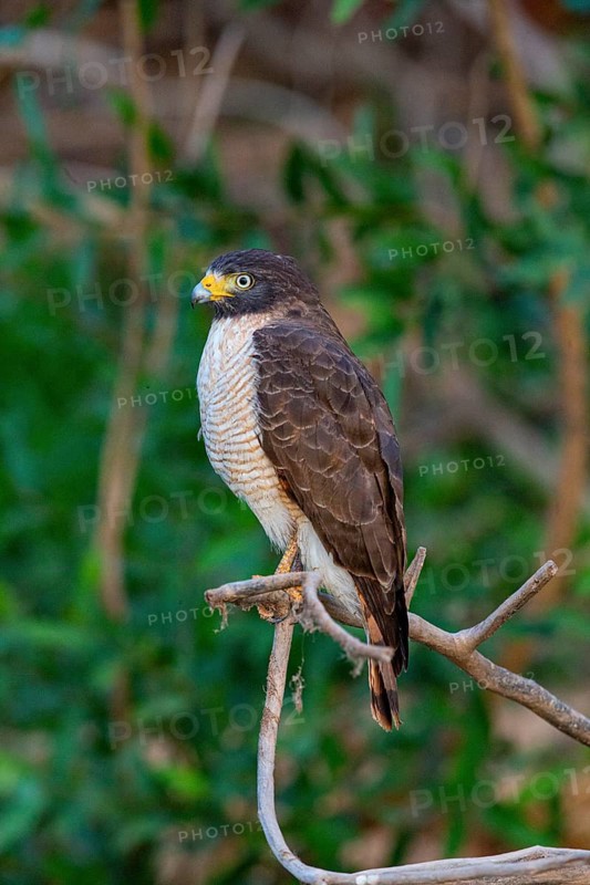 Roadside hawk (Buteo magnirostris) Pantanal Brazil