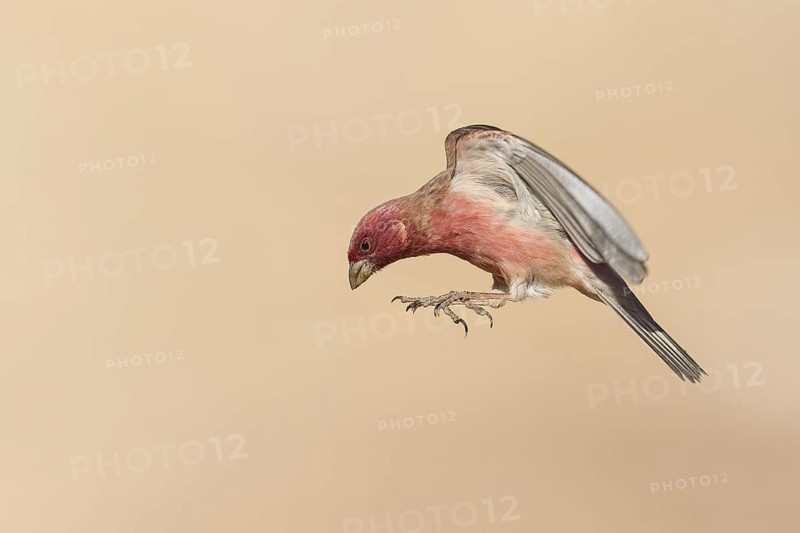 Sinai Rosefinch (Carpodacus synoicus) male flying, Eilat, Israel