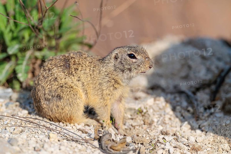 An adult European ground squirrel (Spermophilus citellus) sits on a sunny day in rocky terrain. Austria
