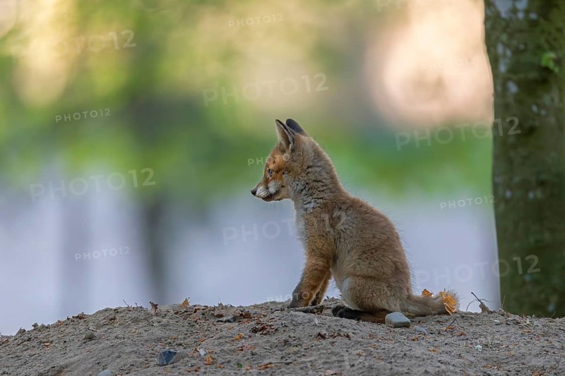 After half an hour, the red fox cubs (Vulpes vulpes) slowly calm down and often cuddle up together in pairs and sleep, rearing cubs, animal cubs, cute, May, Germany