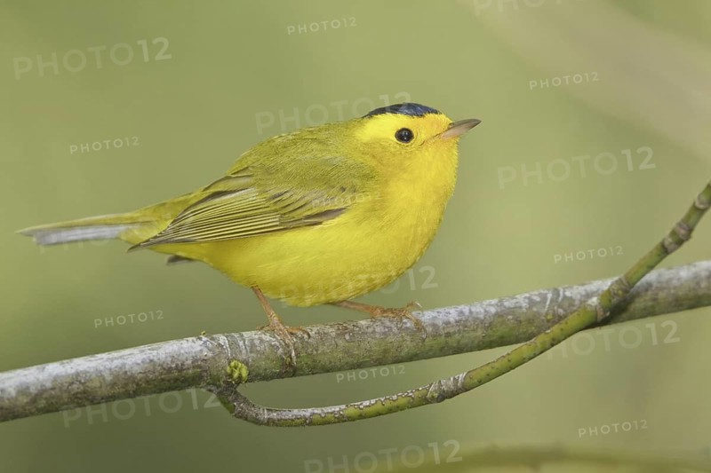 Wilson's Warbler (Cardellina pusilla) male, British Columbia, Canada
