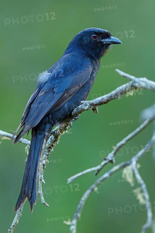Mourning drongo, (Dicrurus adsimilis), animals, birds, drongo family, Ithala Game Reserve, Louwsburg, KwaZulu-Natal, South Africa