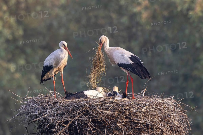 White Stork (Ciconia ciconia) adults with juveniles in nest, Netherlands
