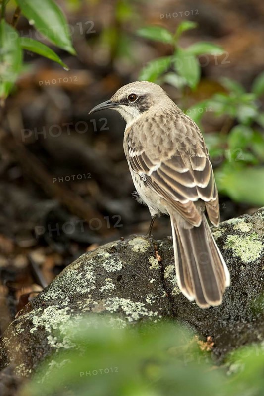San Cristobal Mockingbird (Mimus melanotis), Galapagos, Ecuador