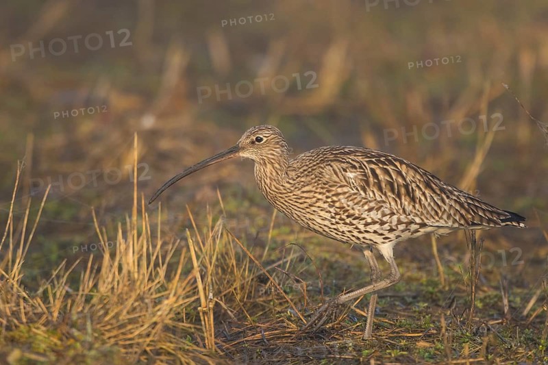 Eurasian Curlew (Numenius arquata) foraging, North Rhine-Westpalia, Germany