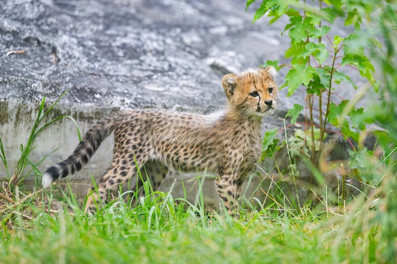 Cheetah (Acinonyx jubatus) youngster standing on a meadow, captive, occurrence Africa