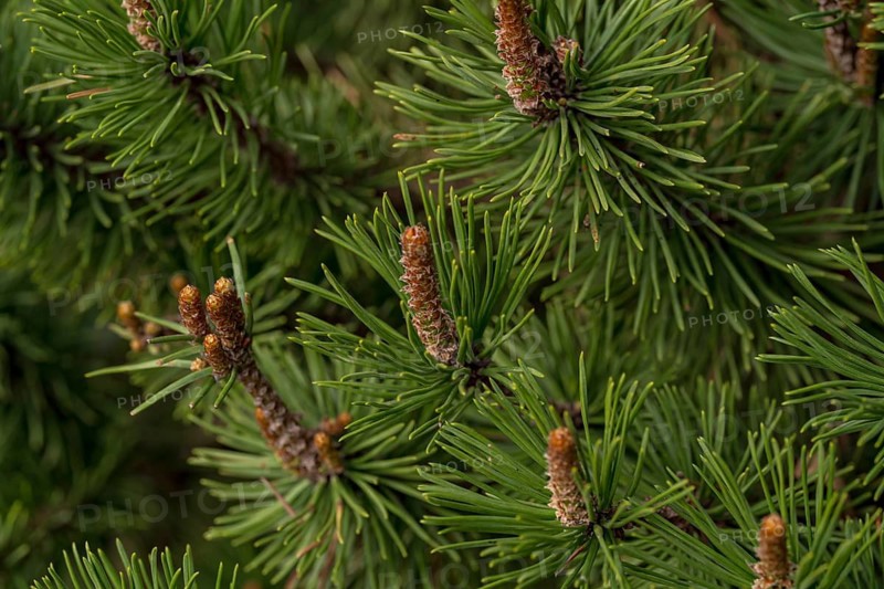 Close-up of a European pine branch showcasing its vibrant green needles and developing cones. A natural representation of evergreen resilience and growth