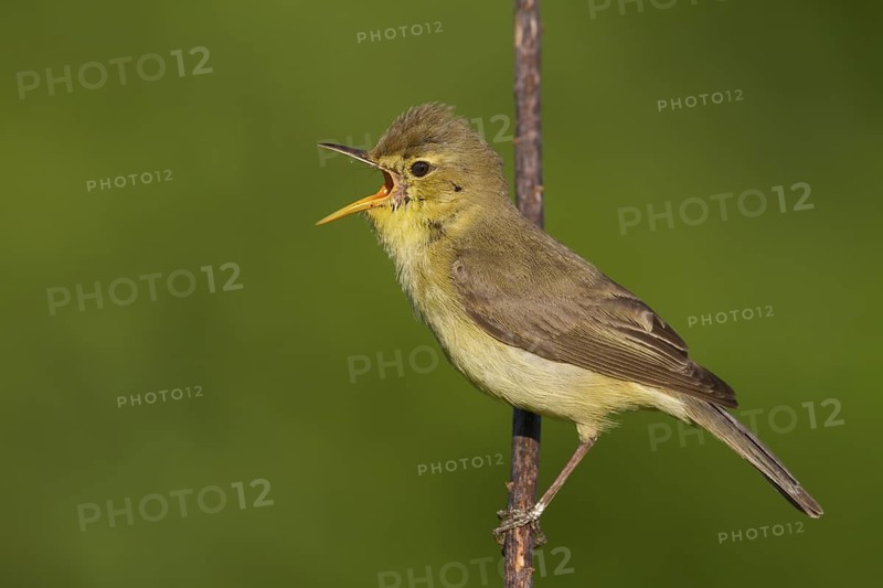 Melodious Warbler (Hippolais polyglotta) male singing, Rhineland-Palatinate, Germany