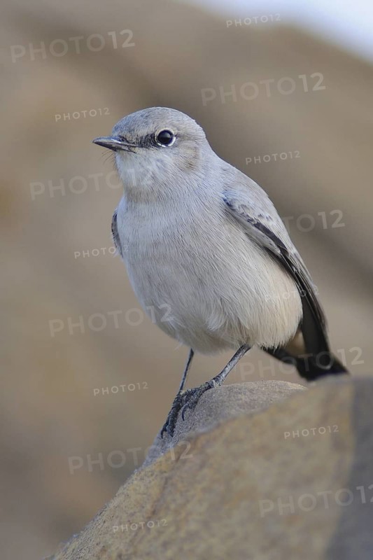 Kurdish Wheatear (Oenanthe xanthoprymna), India
