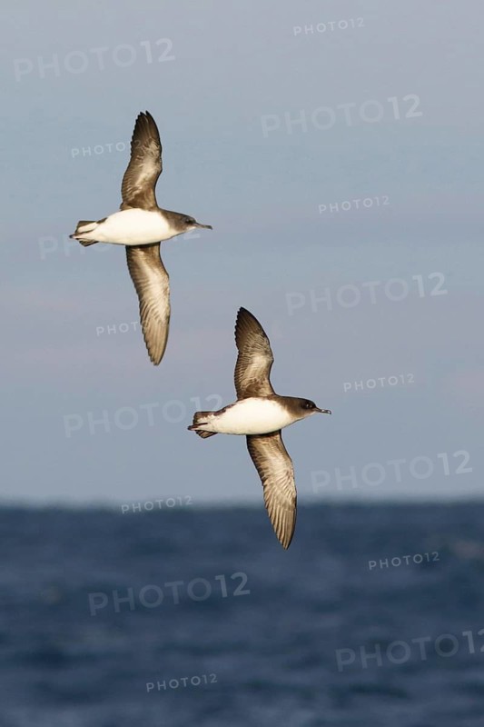 Hutton's Shearwater (Puffinus huttoni) flying, South Australia, Australia