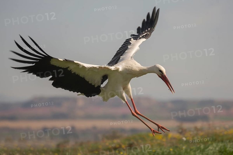White Stork (Ciconia ciconia) landing, Spain