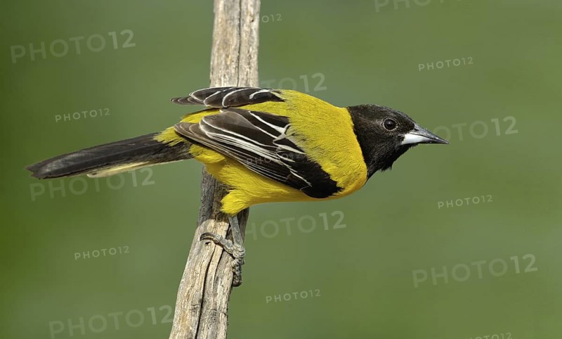 Audubon's Oriole (Icterus graduacauda), Texas, USA