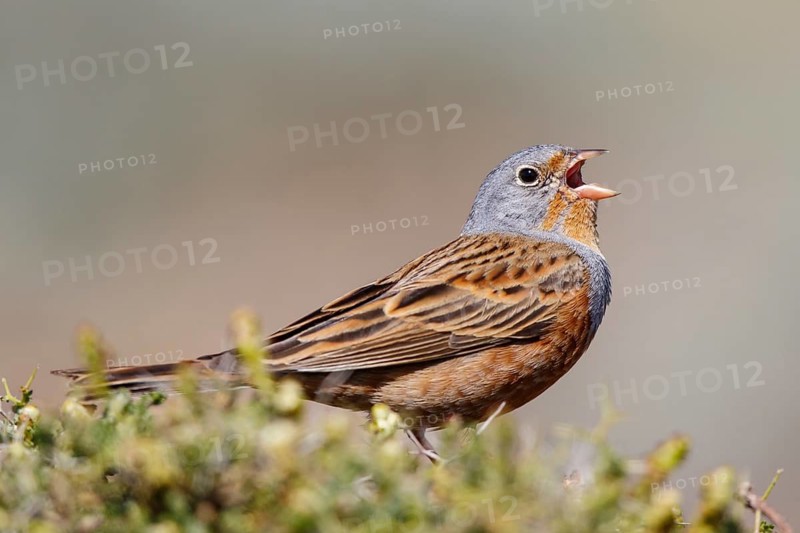 Cretzschmar's Bunting (Emberiza caesia) male singing, Lesvos, Greece