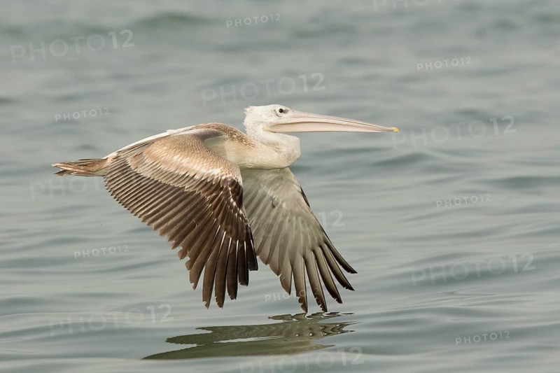 Pink-backed Pelican (Pelecanus rufescens) juvenile flying, Gambia
