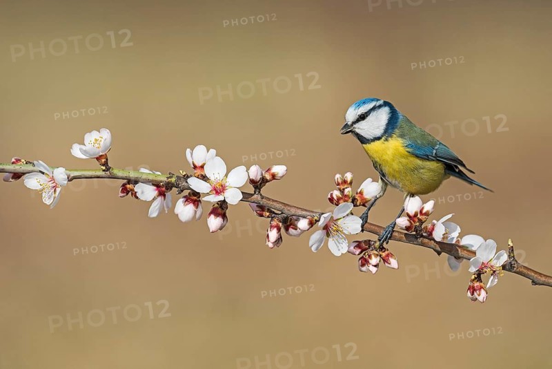 Eurasian Blue Tit (Cyanistes caeruleus) perched in flowering almond tree, Aosta Valley, Italy
