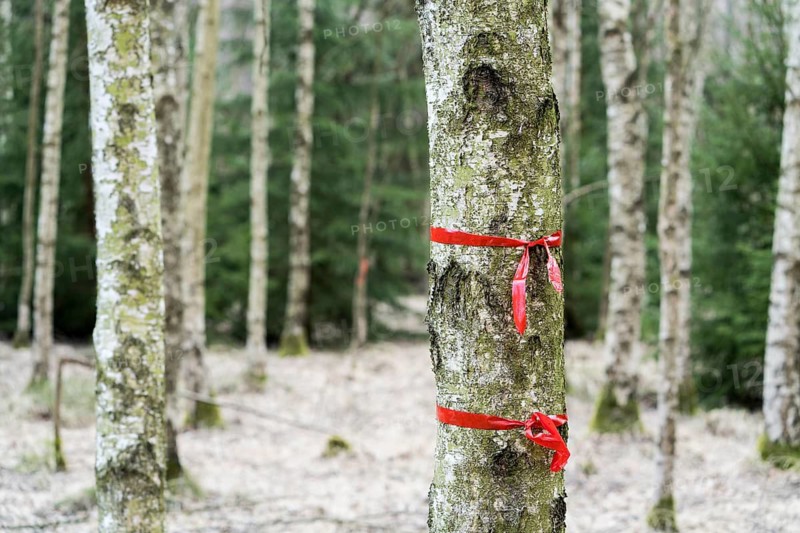 A natural burial grave site, Hofgeismar, Weser Uplands, Weserbergland, Hesse, Germany