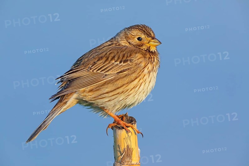 Corn Bunting, Miliaria calandra, Emberiza calandra, Bruant proyer, Triguero, Lesbos, Greece
