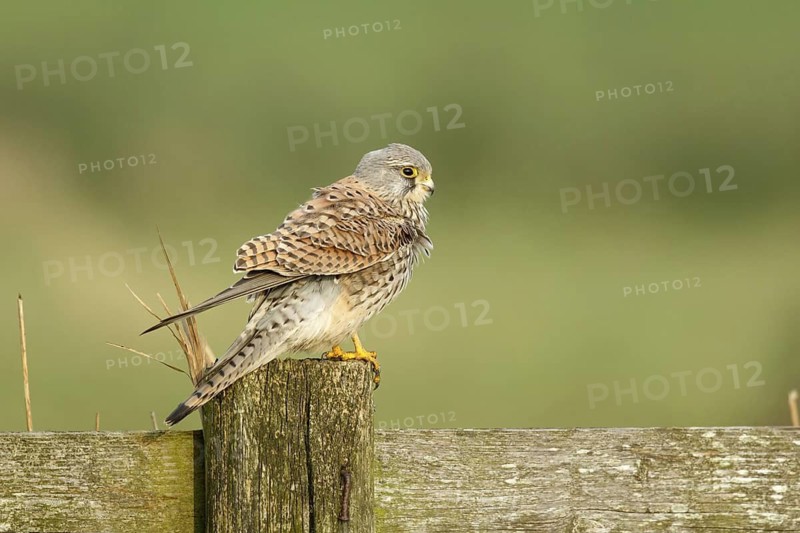 Torenvalk zittend op hek; Common Kestrel sitting on fence;