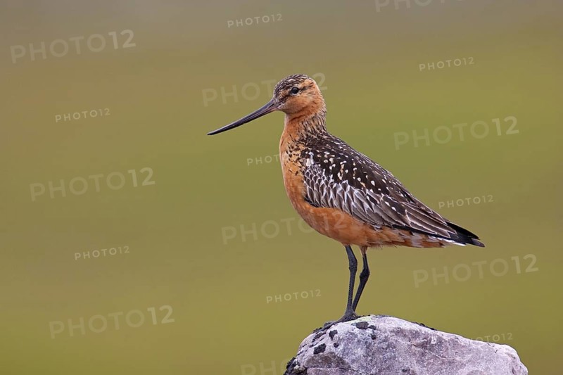 Bar-tailed Godwit (Limosa lapponica) male, Finnmark, Norway