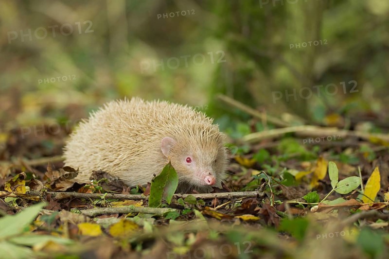 European hedgehog (Erinaceus europaeus) white albino adult animal in a woodland in the autumn, England, United Kingdom
