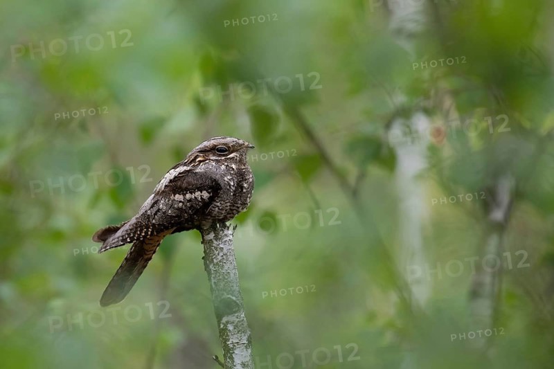 European Nightjar (Caprimulgus europaeus) perched on a branch, Brandenburg, Germany