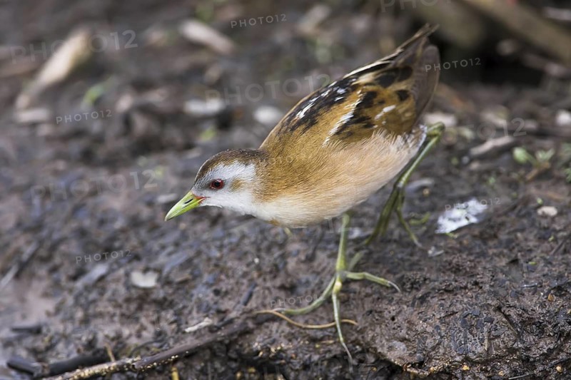 Little Crake (Porzana parva), Lesvos, Greece