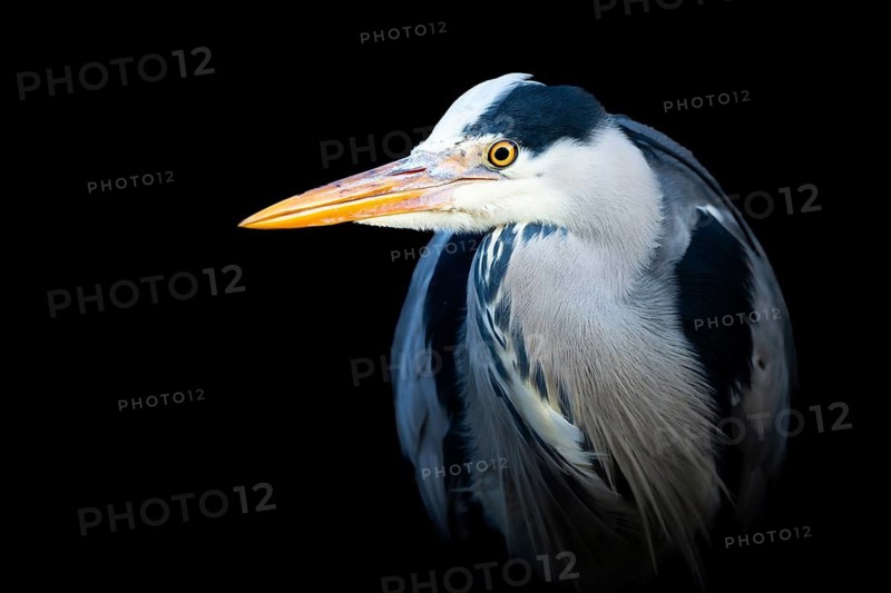 Portrait of a grey heron (Ardea cinerea), Canton of Zurich, Switzerland