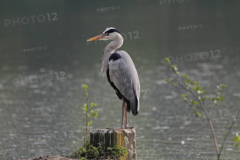 Grey heron (Ardea cinerea), Bochum, North Rhine-Westphalia, Germany
