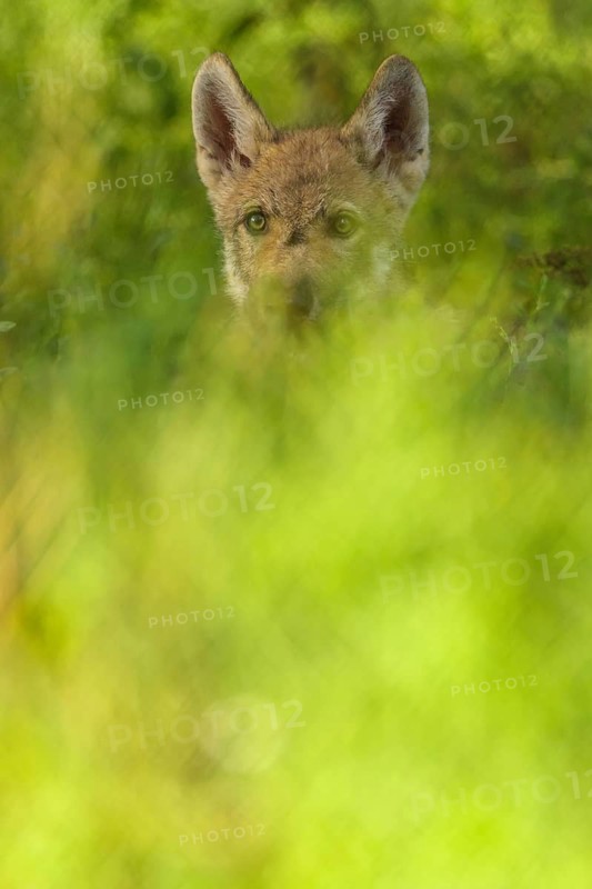 Wolf (Canis lupus), young wolf in forest, summer, Germany