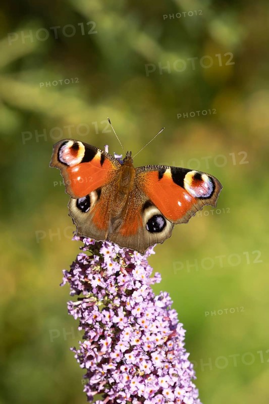 Peacock butterfly (Aglais io) adult insect feeding on a garden Buddleja or buddleia purple flower in summer, Suffolk, England, United Kingdom