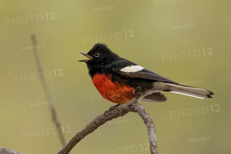 Painted Whitestart (Myioborus pictus) singing, Arizona, USA