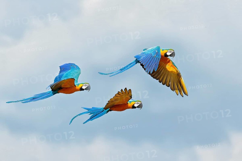 Blue macaw parrot fly. Big parrot in flight. Ara ararauna on the blue syk in Pantanal, Brazil. Action wildlife scene from South America. Three birds fly in the wild nature. Wildlife Brazil