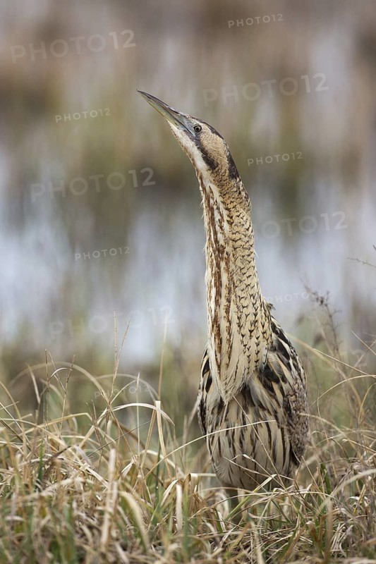 Eurasian Bittern (Botaurus stellaris), Burgenland, Austria