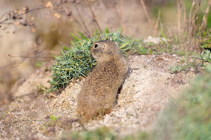 An adult European ground squirrel (Spermophilus citellus) sits on a sunny day in rocky terrain. Austria
