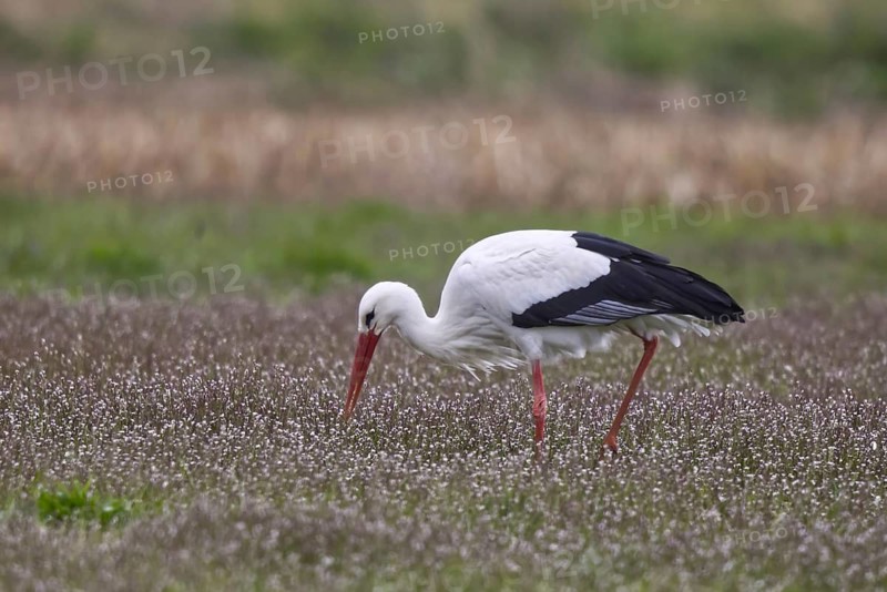 White Stork (Ciconia ciconia) foraging, North Rhine-Westphalia, Germany