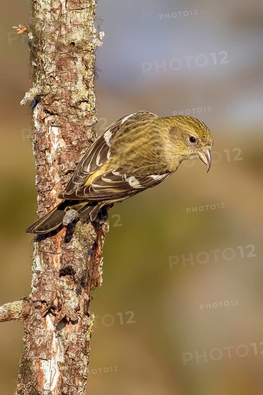 Two-barred Crossbill (Loxia leucoptera) female, Alaska, USA