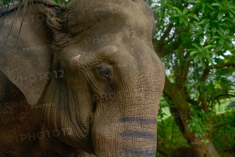 Close-up of a majestic Asian elephant, highlighting its textured skin and soulful eyes in a lush forest setting in Thailand, embodying the essence of wildlife