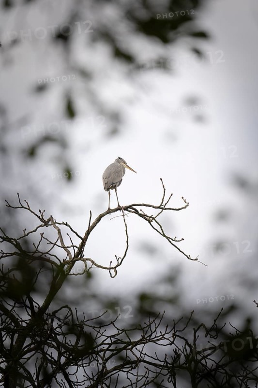 Grey heron (Ardea cinerea) standing on a bare branch in the treetop, in the centre of the picture, minimalistic, light background with blurred leaves, in the lower part of the picture more bare branches are shown, autumn, Dortmund, North Rhine-Westphalia, Germany