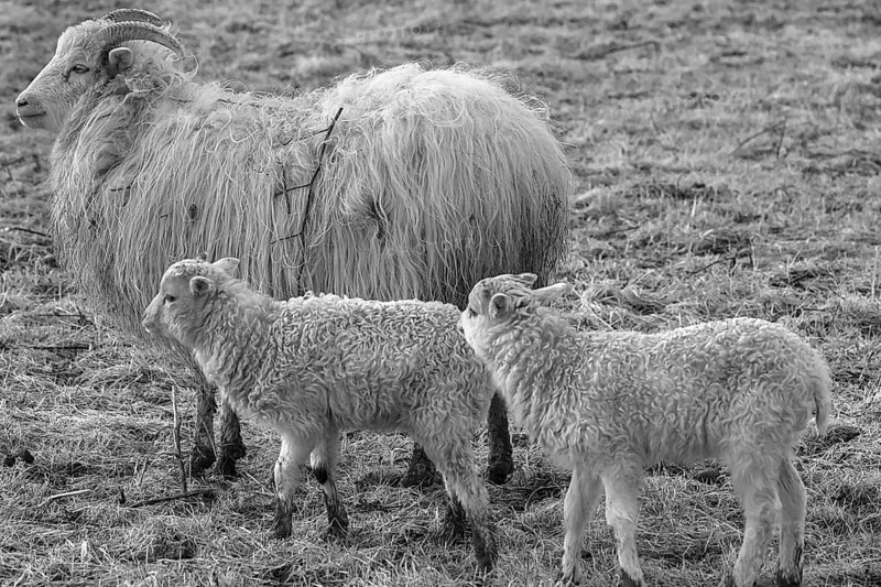 Sheep, horned Moorschnucke (Ovis aries) with their lambs on the pasture, black and white, Mecklenburg-Vorpommern, Germany