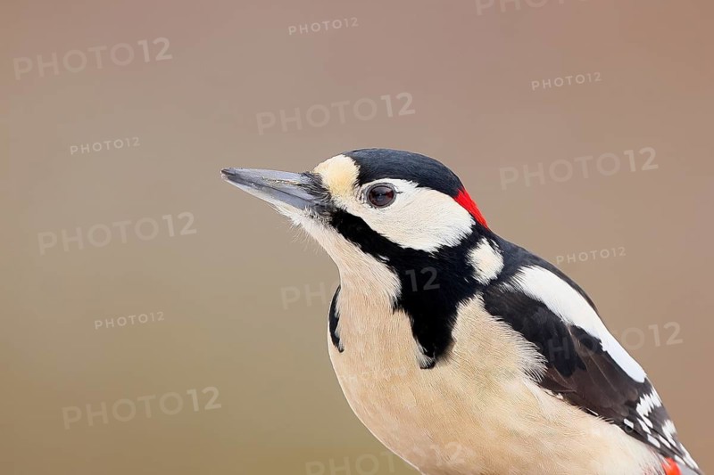 Great spotted woodpecker (Dendrocopos major), male, portrait, woodpeckers, wildlife, Siegerland, North Rhine-Westphalia, Germany