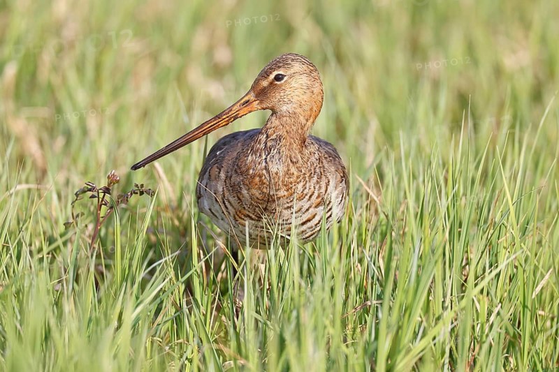Blacktail (Limosa limosa) runs on the shore of a lake in a moor, snipe birds, wildlife, nature photography, oxmoor, Dümmer See, Hüde, Lower Saxony, Germany