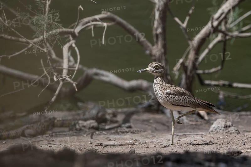 Senegal Thick-knee (Burhinus senegalensis), Senegal