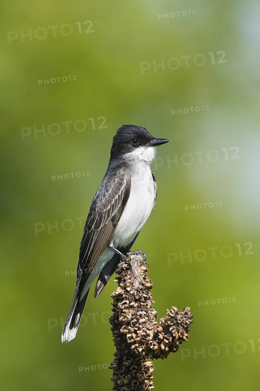 Eastern Kingbird Tyrannus tyrannus southern Illinois, United States 21 May Adult Tyrannidae